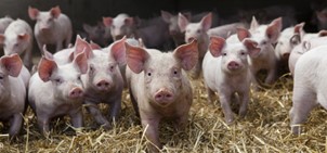 Biogas